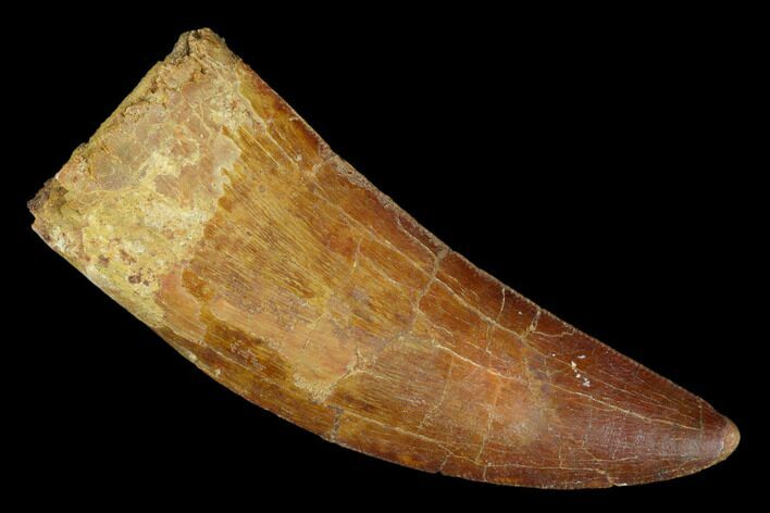 Serrated, Carcharodontosaurus Tooth - Real Dinosaur Tooth #176734